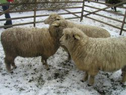 Klobucký-jarmek-2007c.jpg