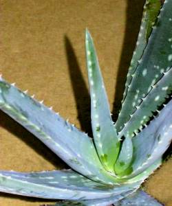 Aloe 007.jpg