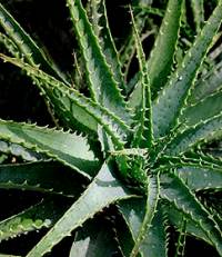 Aloe 007a.jpg