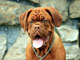 Dogue de Bordeaux – Bordeauxská doga