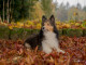 Pastevecký pes Sheltie je malý, aktivní, hbitý a poslušný. Pořídíte si tohle milé plemeno?