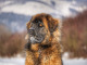 Leonberger je povahově ideální rodinný pes