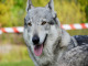 Československý vlčák je velký pes, vzhledem připomínající vlka