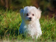 Maltézský psík je jemný, laskavý, inteligentní, vnímavý a důvěřivý