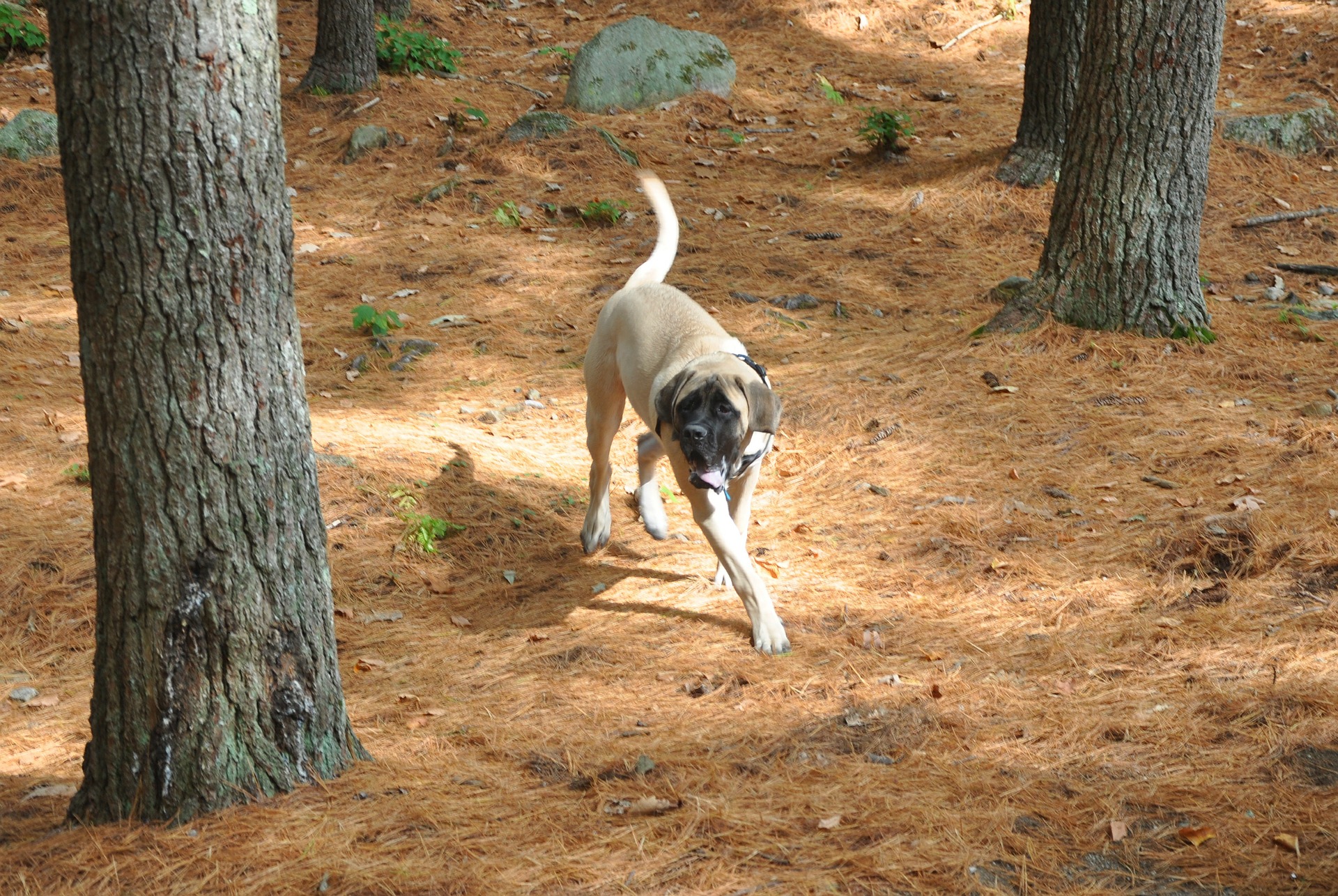 anglický mastiff