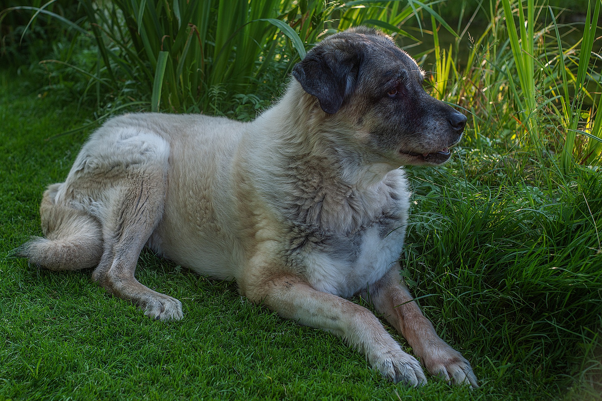 kangal