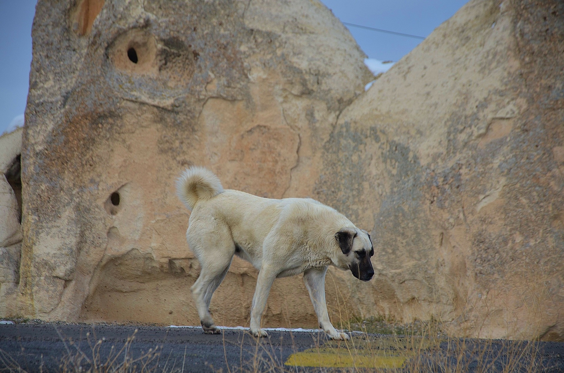 kangal