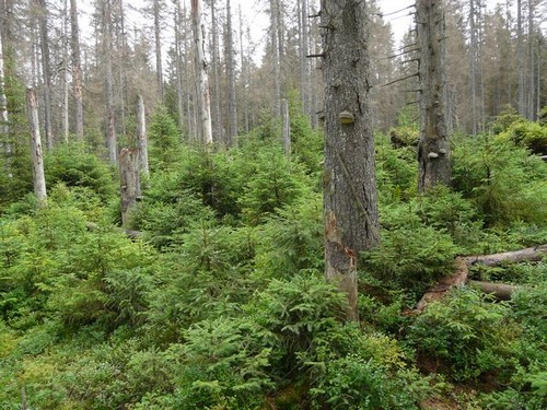 Chráněná divočina - přirozená obnova uschlého lesa na Šumavě 