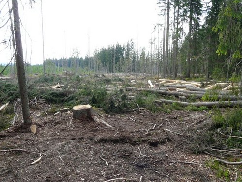 Část Národního parku Šumava, ve které se letos kácelo a kde probíhala blokáda. 