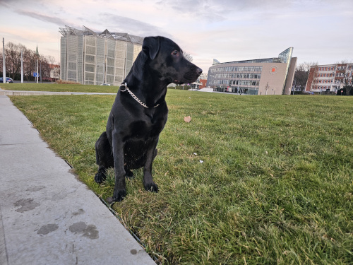 labrador