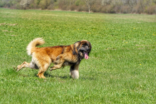 Leonberger