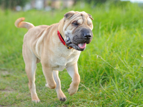 plemeno sharpei