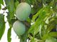 Jak vypěstovat mango z pecky